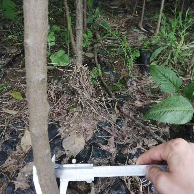 四川巴中李子树苗，晚熟李子苗种植基地