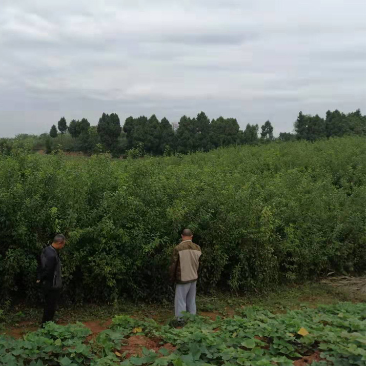 购买早熟李子苗,株洲早熟李子苗基地