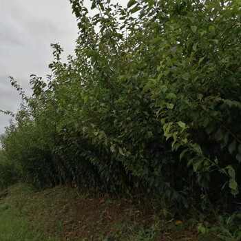 遂寧李子果樹苗味道巴適_遂寧李子果樹苗生長(zhǎng)期技術(shù)