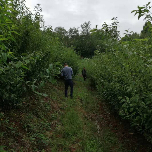 李子树，晚熟李子苗，山东早熟李子苗产地