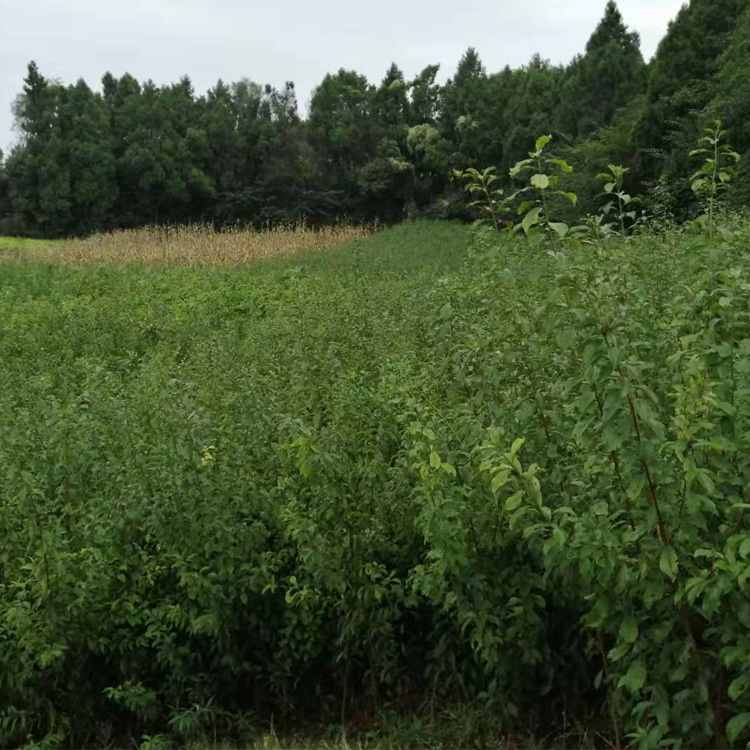 湖北仙桃李子树苗，早熟李子苗种植技术