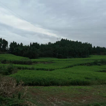 2020年李子果樹苗,岳陽李子果樹苗種植技術(shù)