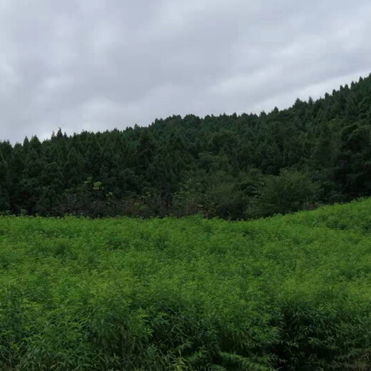 云南昆明李子树苗，李子小苗基地