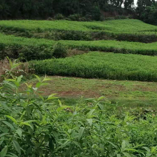 重庆綦江李子果树苗，李子果树苗种植技术