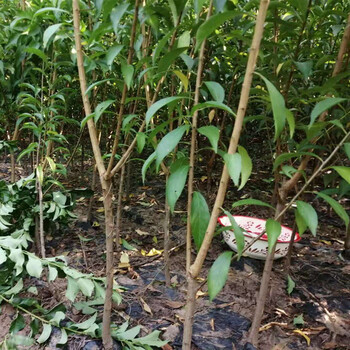 河南李子果樹苗，晚熟李子苗批發(fā)多少錢