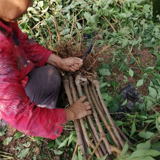 重庆江津李子果树苗，李子果树苗价格及批发