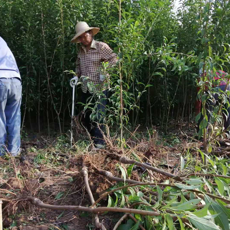 云南丽江李子苗，早熟李子苗苗圃基地