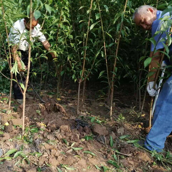 益陽李子樹苗種植技術(shù)_益陽李子樹苗生長期技術(shù)