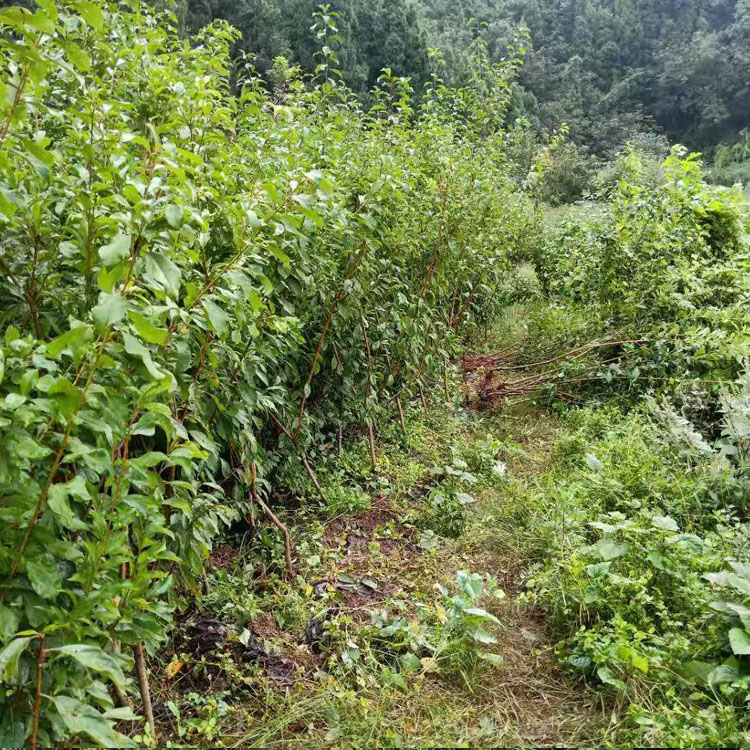 晚熟李子苗,璧山晚熟李子苗发源地