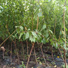 李子树，晚熟李子苗，广西李子果树苗定植方法
