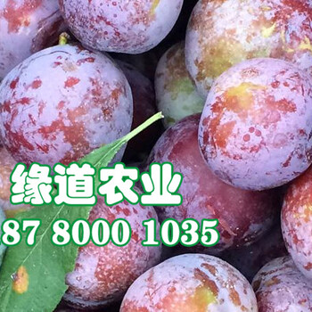 咸寧晚熟脆紅李苗-咸寧晚熟脆紅李苗批發(fā)基地