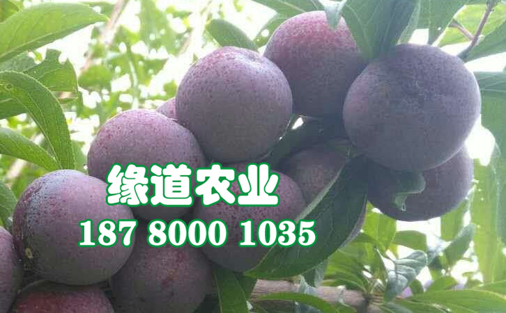 脆红李树，晚熟脆红李子苗，永州脆红李苗高产技术