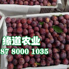 酉阳脆红李苗-酉阳脆红李苗批发及报价图片