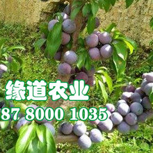 汉中脆红李苗基地_汉中脆红李苗基地图片