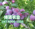 脆红李树，晚熟脆红李子苗，怀化脆红李子树苗生产基地