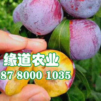 黔西南脆紅李苗-2-4公分脆紅李苗精選廠家