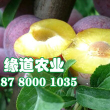 江门脆红李树苗产量稳定_江门脆红李树苗合理修剪图片