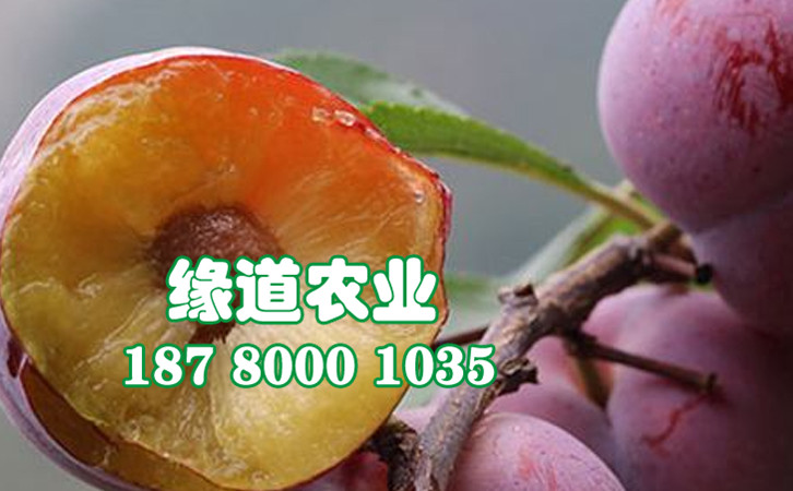 脆红李树，晚熟脆红李子苗，黔南脆红李树苗批发市场