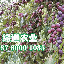 云南西双版纳脆红李树苗,脆红李树苗脆红李子树苗图片