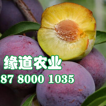 湖南株洲脆紅李樹苗，脆紅李樹苗晚熟脆紅李苗