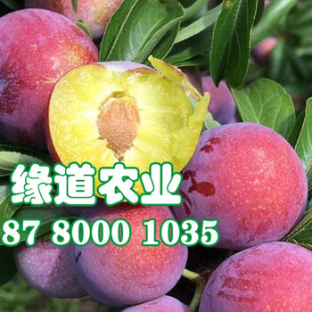 2公分脆紅李樹苗，脆紅李樹苗脆紅李子苗