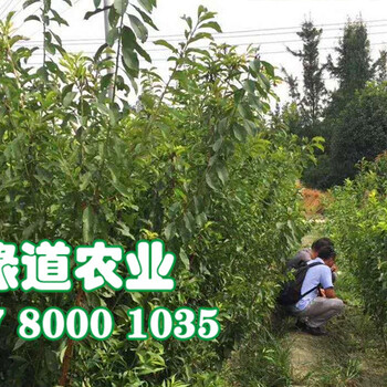 咸寧脆紅李苗當(dāng)年掛果。咸寧脆紅李苗常見(jiàn)樹(shù)型