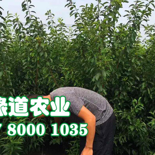 脆红李树，晚熟脆红李子苗，新疆晚熟脆红李苗补肥技术