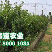 咸宁脆红李树苗图片