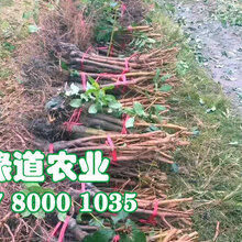 贵州铜仁脆红李子苗,脆红李子苗脆红李子苗图片