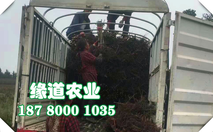 邵阳脆红李苗修剪方法_邵阳脆红李苗批发基地