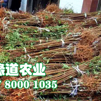 重慶奉節(jié)脆紅李樹苗，脆紅李樹苗脆紅李苗