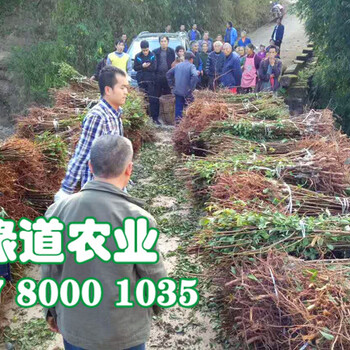 脆紅李樹，晚熟脆紅李子苗，肇慶脆紅李子苗開花期