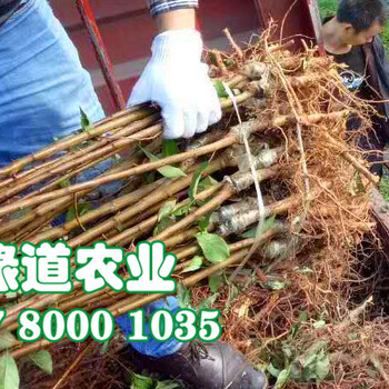 張家界脆紅李苗-2公分脆紅李苗快速豐產(chǎn)技術(shù)
