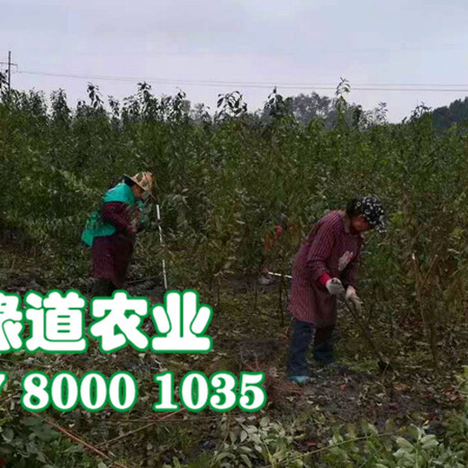 沙坪坝脆红李子树苗苗圃基地。沙坪坝脆红李子树苗施基肥重要性