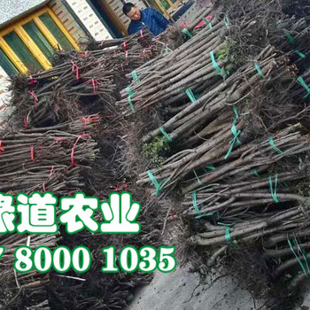 湖南益陽脆紅李樹苗，脆紅李樹苗脆紅李種苗