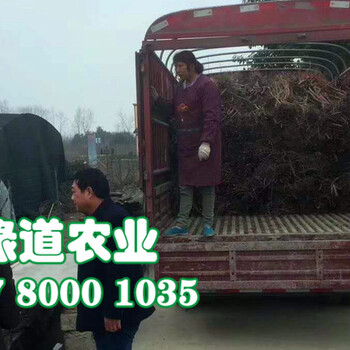 脆紅李樹，晚熟脆紅李子苗，江蘇晚熟脆紅李苗批發(fā)采購