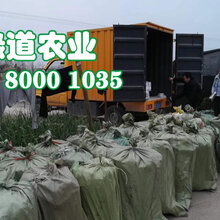 咸宁脆红李子树苗几月成熟_咸宁脆红李子树苗新品种价格图片