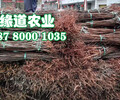 西安脆红李子树苗品种繁多。西安脆红李子树苗今日报价
