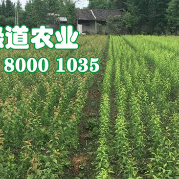 黃岡脆紅李子苗涂白作用。黃岡脆紅李子苗產(chǎn)地