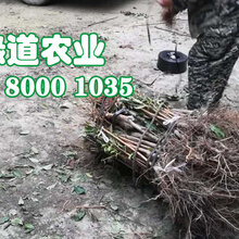 山西脆红李子苗,脆红李子苗脆红李子树苗图片