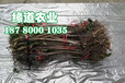 贵州脆红李树苗栽种密度_贵州脆红李树苗价格及报价