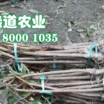 阿壩脆紅李子苗施萌芽肥。阿壩脆紅李子苗甜度高無苦味