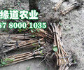 内江脆红李树苗-2厘米脆红李树苗供应商