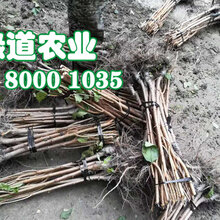 江北脆红李苗2019年价格。江北脆红李苗批发图片