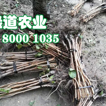 內(nèi)江脆紅李樹苗-2厘米脆紅李樹苗供應(yīng)商