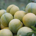 蜂糖李树，早熟蜂糖李子苗，潜江蜂糖李树苗几月成熟