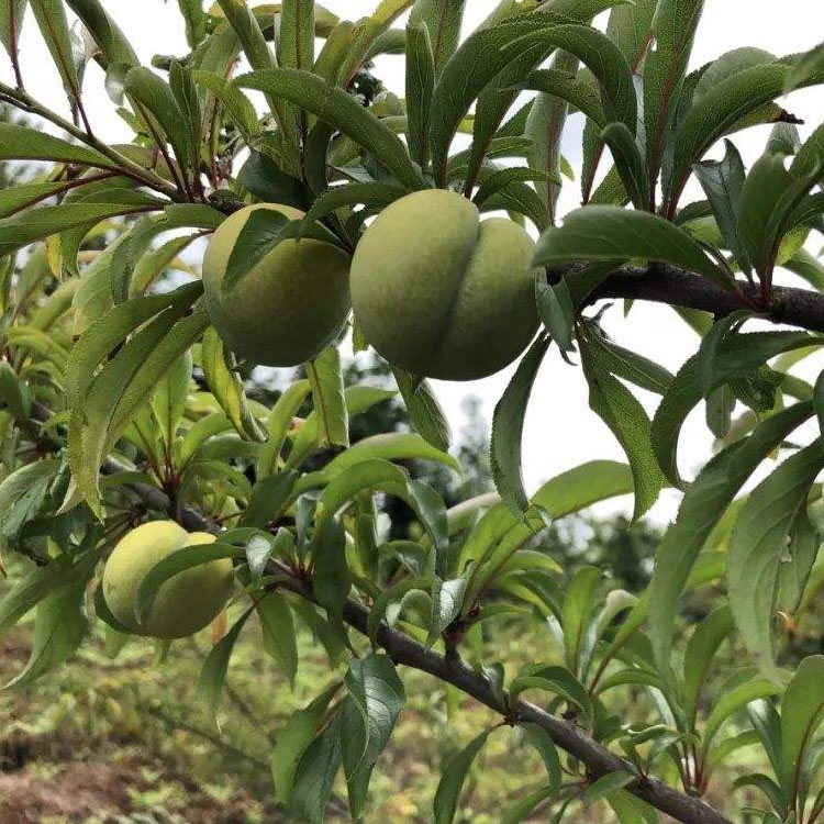 蜂糖李树，早熟蜂糖李子苗，垫江蜂糖李子树苗合理施肥