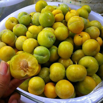崇左蜂糖李子樹(shù)苗，崇左蜂糖李子樹(shù)苗經(jīng)銷(xiāo)商