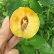 九龙坡蜂糖李子树苗种植技术、九龙坡蜂糖李子树苗今日价格图片
