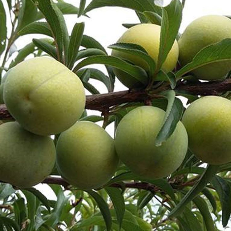 文山蜂糖李子樹(shù)苗，文山蜂糖李子樹(shù)苗品種